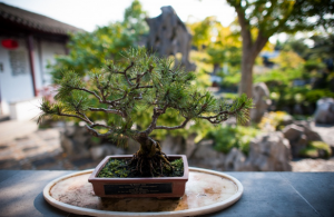 een kleine bonsaiboom met een tuin als onscherpe achtergrond